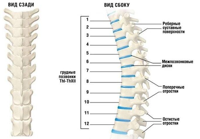 méhnyak osteokondrózis
